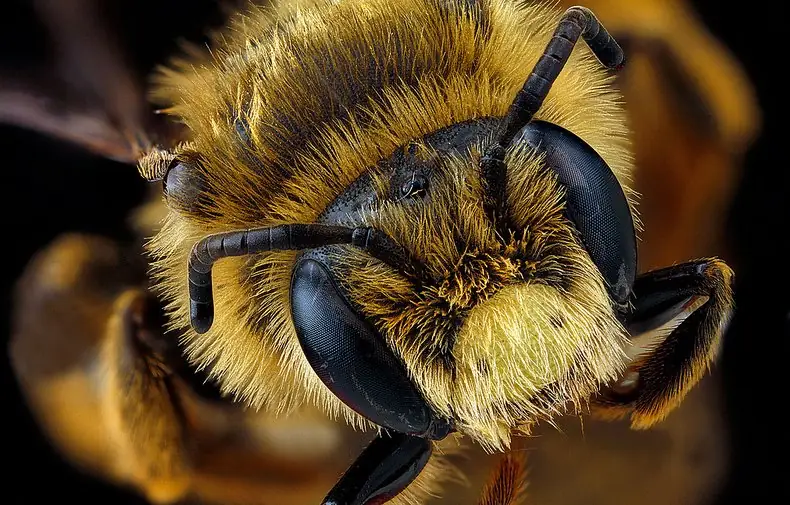 Bee