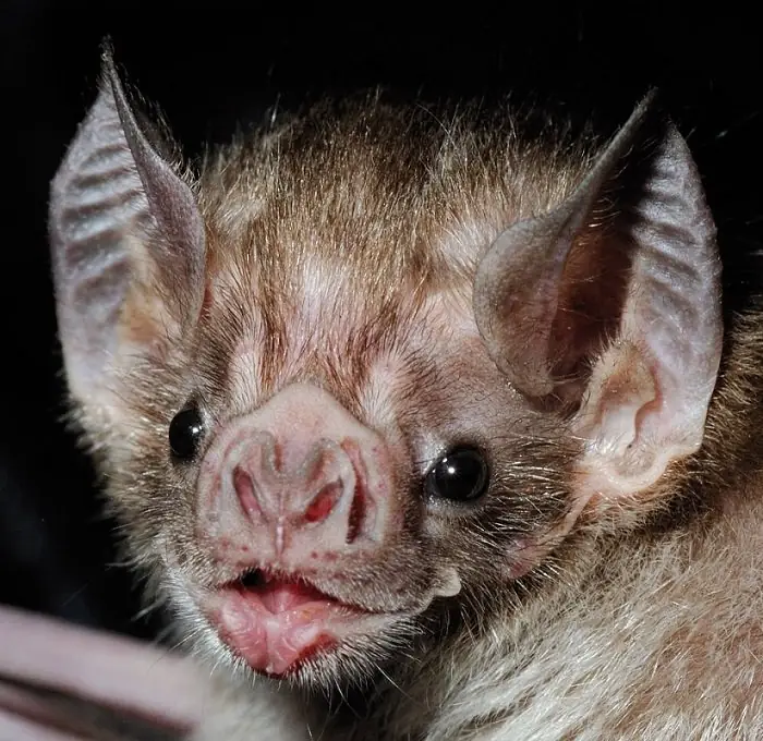 Bat