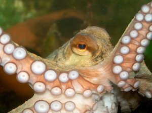 Oktopod
