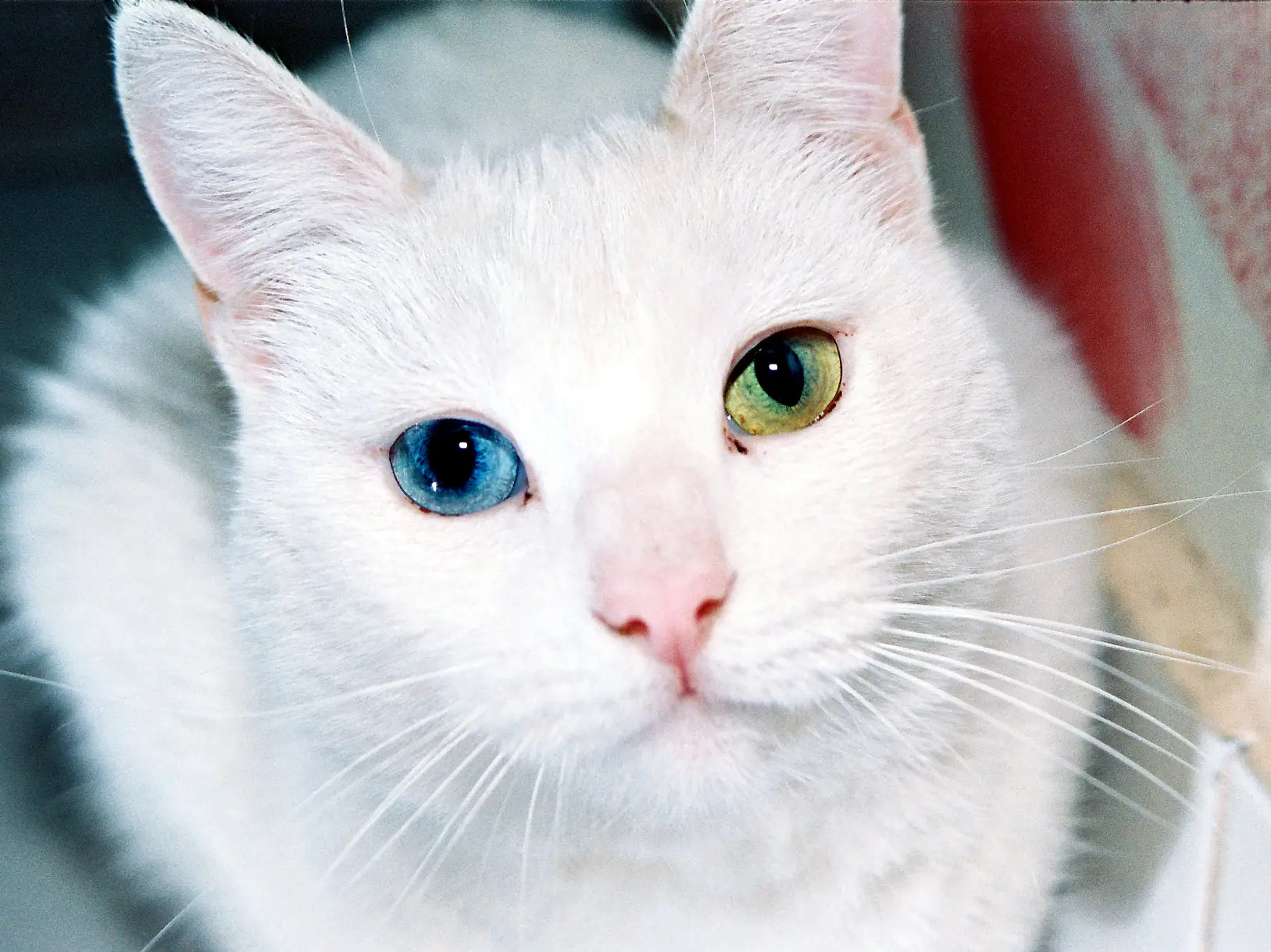 Heterochromia